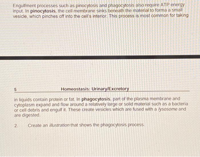 Atp metabolism phosphorylation yield