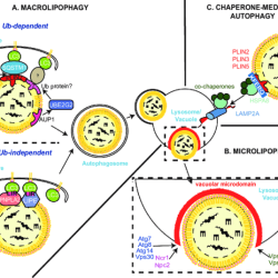 Engulfment processes that require atp