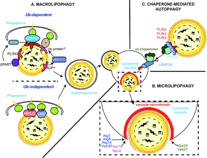 Engulfment processes that require atp