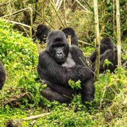 Gorillas wwf forest congo virunga bwindi stirton brent habitat gorila gorilles animais voir montagne pushed gorille past apes warn lethal