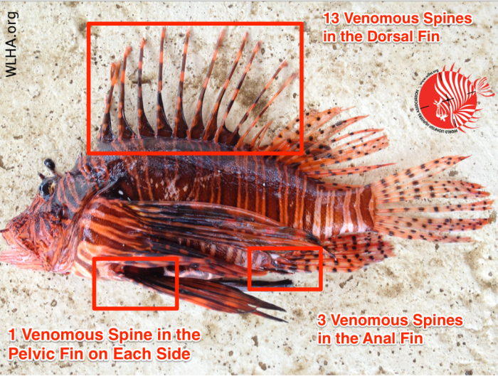 Lionfish invasive belize fins destructive misinformation norwalk