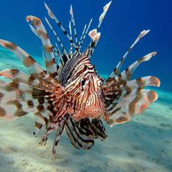 How many lionfish spines in herbicide potion